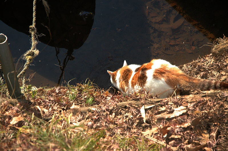 震生湖の猫　７_b0022221_22213343.jpg