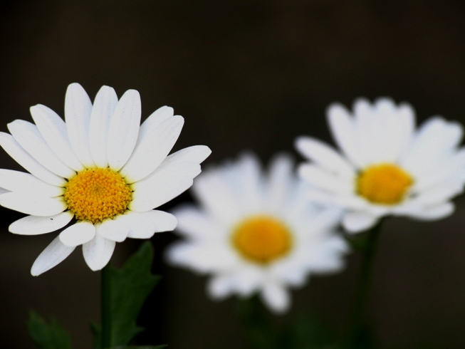 歩道の花_c0030874_1302942.jpg