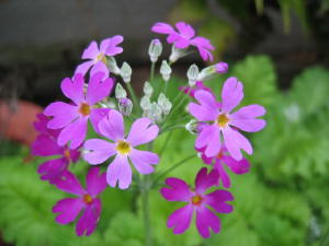 気が付けば春の花が・・・_a0015682_12464327.jpg