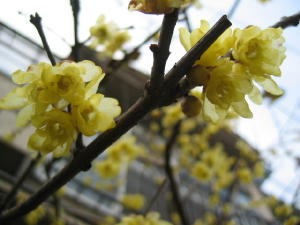 気が付けば春の花が・・・_a0015682_12484540.jpg