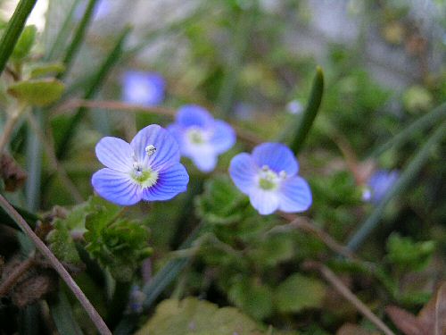 嬉し恥ずかし春の花 楽々日記