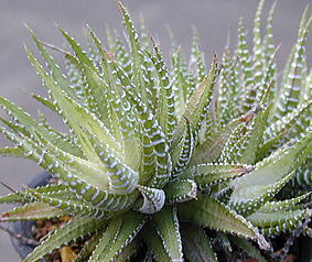 多肉植物3 十二の巻'白鳥' : 西川農園通信