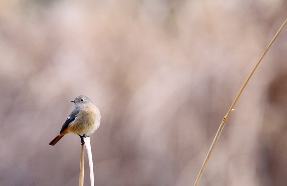 Daurian Redstart in a winter view (Last)  ジョウビタキ_c0034905_19475497.jpg