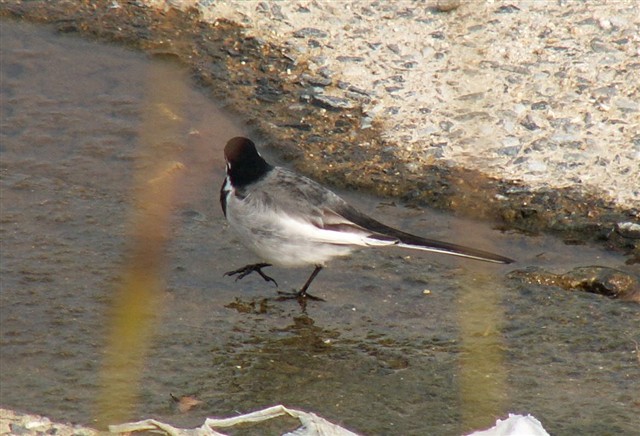 室見川の野鳥_a0036618_075926.jpg