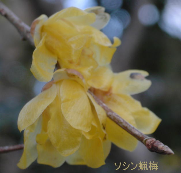 冬の花_c0017802_9335835.jpg