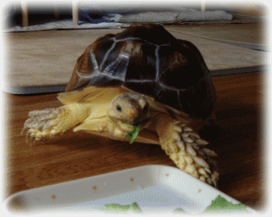 b0055276_10322523.gif