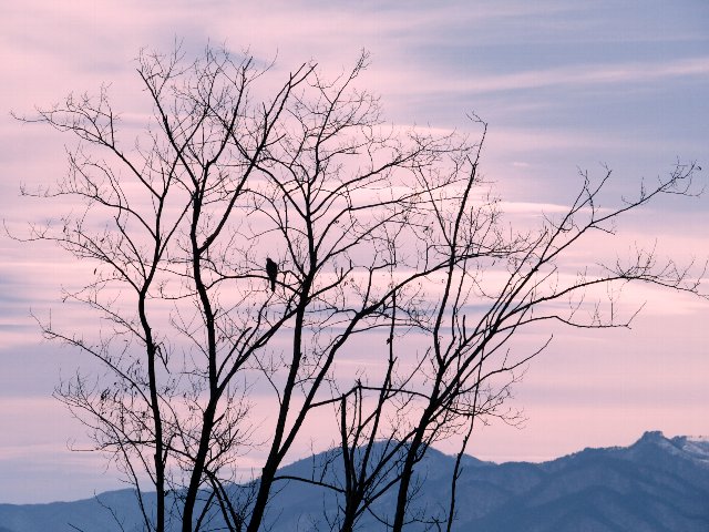 鳥見つれづれに～♪　　№５ ≪ 止まり木 ≫_c0008502_19482574.jpg