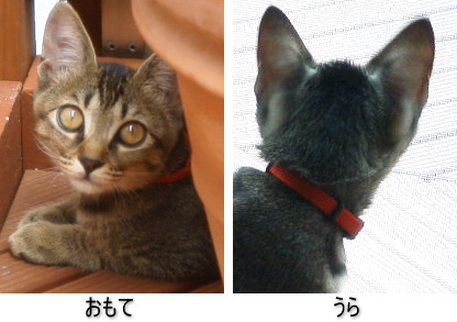 子猫の耳はコウモリの耳_a0014810_12241867.jpg