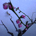 b0030935_22471569.jpg