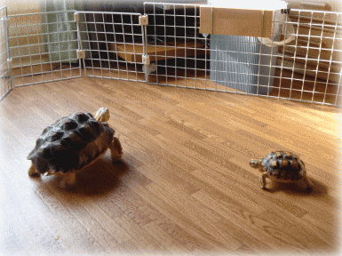 b0055276_11151581.gif