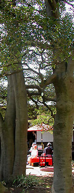 c0009981_7132771.jpg