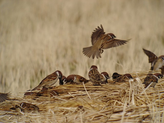 スズメ　　Tree  Sparrow/ Passer  montanus_b0069564_18265214.jpg