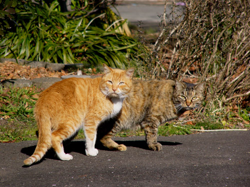 悪そうな猫 ふくすけの写真