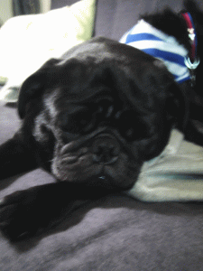 b0035453_14591430.gif