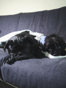 b0035453_1511858.gif