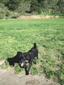 b0035453_15432042.gif