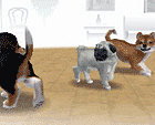 Nintendogs_a0037032_169663.gif