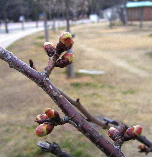 桜の蕾_b0067838_922454.jpg