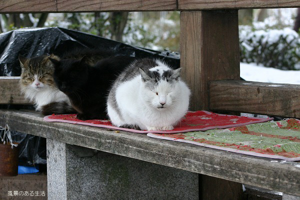 0025　雪のＭ公園のにゃん N&O&P_c0049767_16295141.jpg