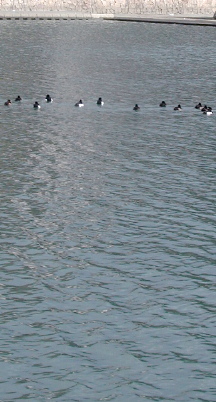 c0015099_2391625.jpg