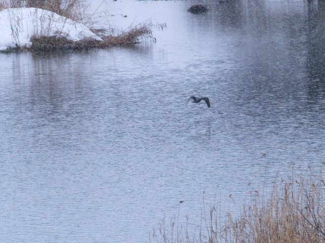 鳥見つれづれに～♪　　№５ ≪ 止まり木 ≫_c0008502_1623021.jpg