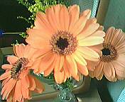 花を買いました_b0036630_21361757.jpg