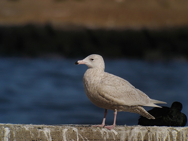 シロカモメ　　Glaucous  Gull/ Larus  hyperboreus_b0069564_13593343.jpg