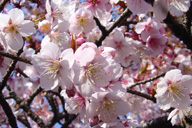 桜咲く2_b0034758_23562819.jpg