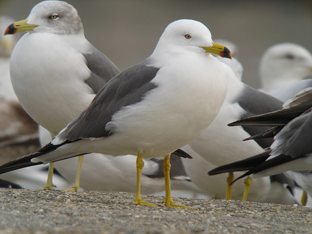 淡路島のカモメ類_c0031561_21848.jpg