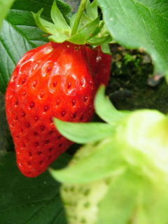 Very Berry Strawberry_a0018608_3495193.jpg