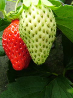 Very Berry Strawberry_a0018608_3501153.jpg