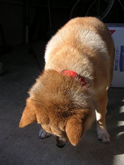 申し訳ありませんが。。。m(_ _)m_c0049950_9232451.jpg