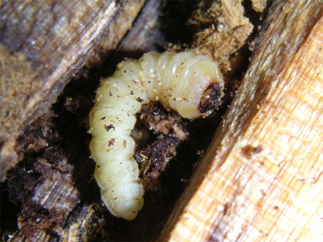 桜の木から出てきた幼虫 昆虫ブログ むし探検広場