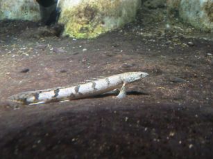 東京遠征　池袋サンシャイン国際水族館_c0041852_1475016.jpg