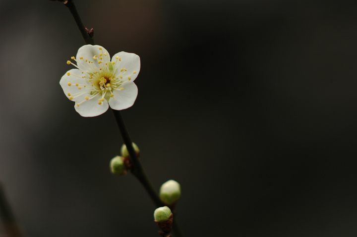 神代植物園の梅 ２_a0023454_8104334.jpg