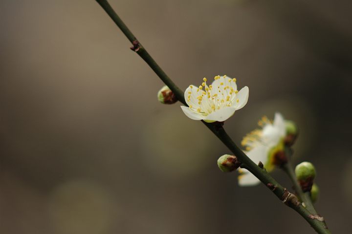 神代植物園の梅 ２_a0023454_814176.jpg