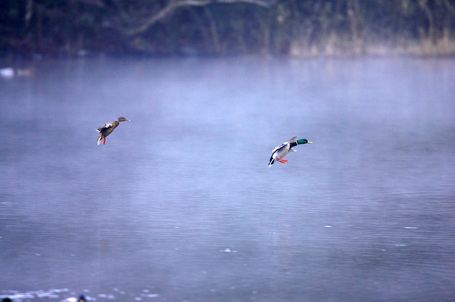 Blue speculums, Mallard  マガモ_c0034905_22322011.jpg