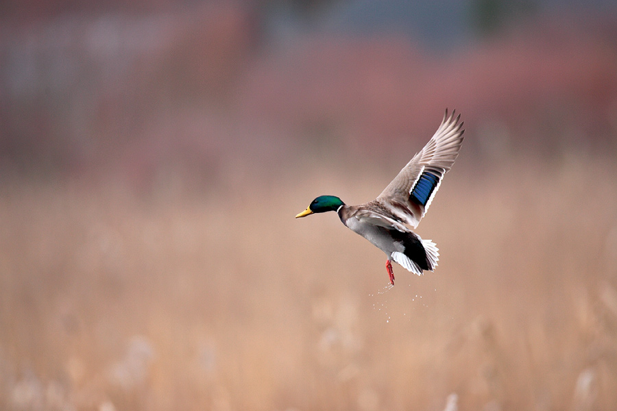 Blue speculums, Mallard  マガモ_c0034905_22385327.jpg