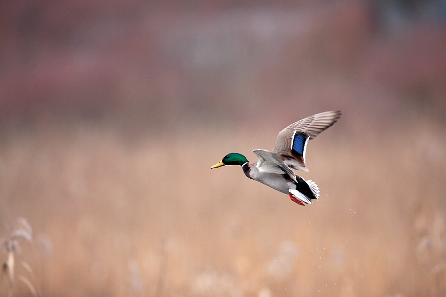 Blue speculums, Mallard  マガモ_c0034905_22391075.jpg