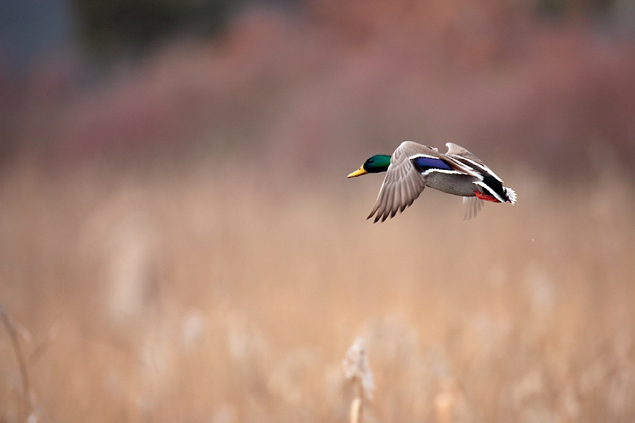 Blue speculums, Mallard  マガモ_c0034905_22392851.jpg