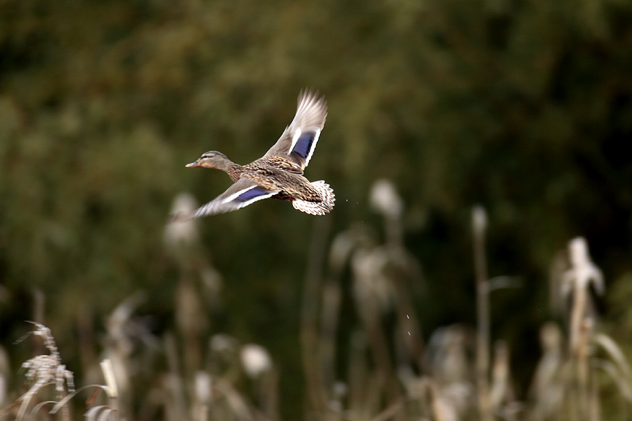 Blue speculums, Mallard  マガモ_c0034905_22435928.jpg