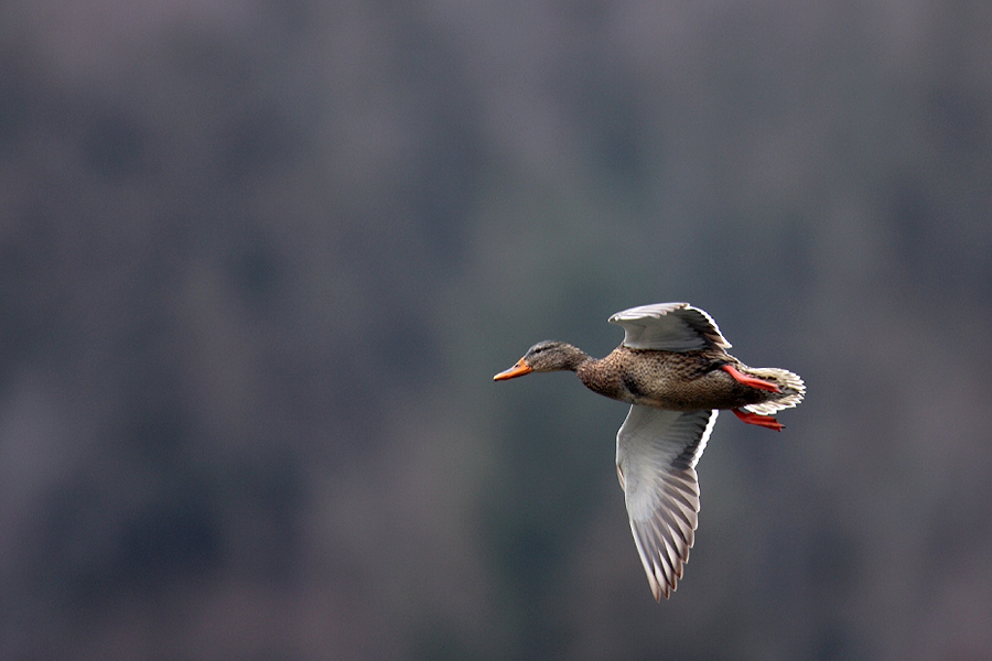 Blue speculums, Mallard  マガモ_c0034905_22441569.jpg