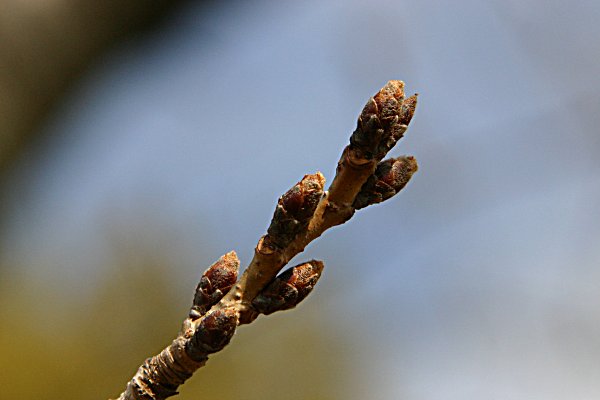 桜・梅・金剛山系！_a0003609_8122888.jpg