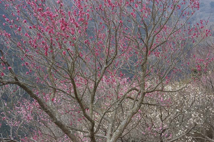 湯河原梅園の梅が咲き始めている_c0006928_21574064.jpg
