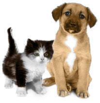 ★犬・猫IQ診断を試してみて U^ェ^U ワン!(=^. .^=)ミャー_a0028694_22251670.jpg