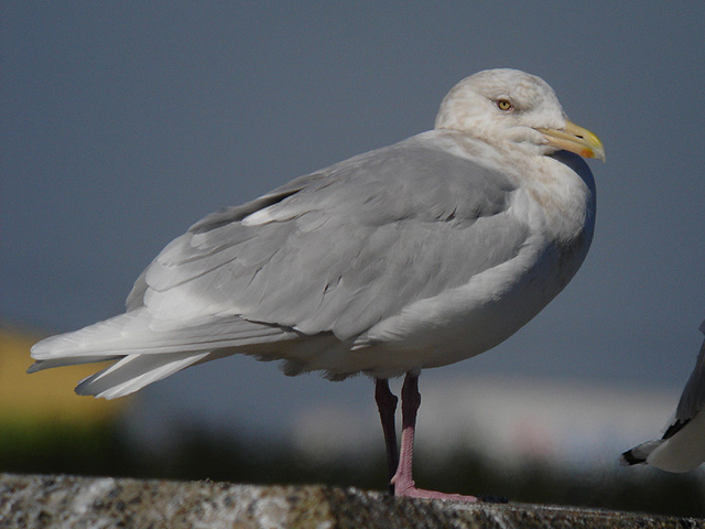 銚子カモメ遠征 （シロカモメ）_c0031561_19462457.jpg