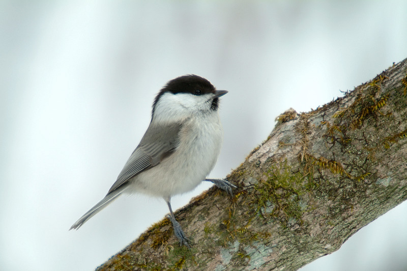 旅行で鳥さんは無し_b0004398_1254320.jpg