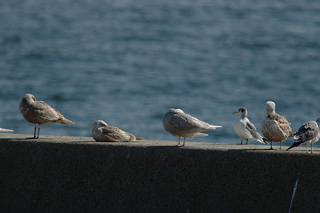 銚子カモメ遠征 （ミツユビカモメ）_c0031561_20321564.jpg