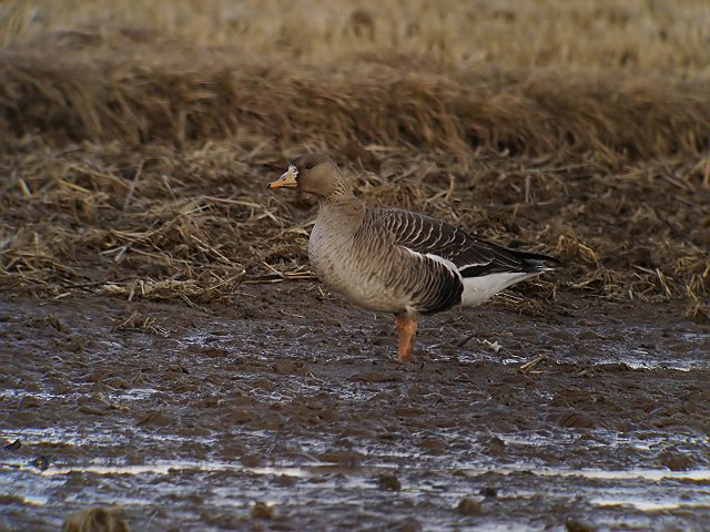 マガン　　White-fronted  Goose/ Anser  albifrons_b0069564_2003221.jpg