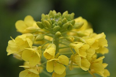 フラワーセンター大船植物園（２月１７日）_c0057265_2001357.jpg